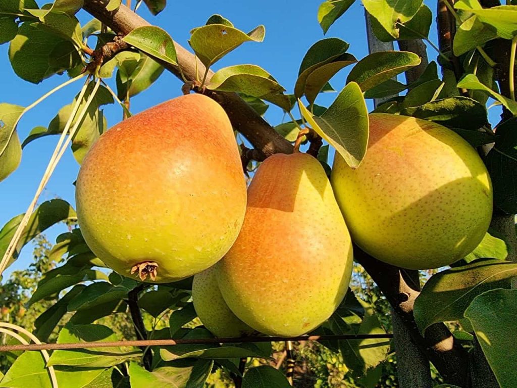 _EFD178_PROD_PEAR_ITALY_club_Eden_LEV3-1024x768